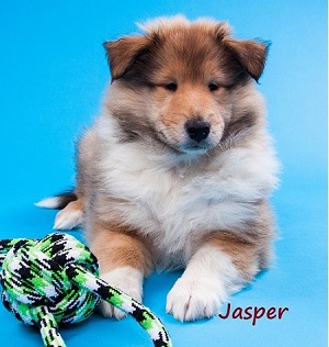 1 Jasper